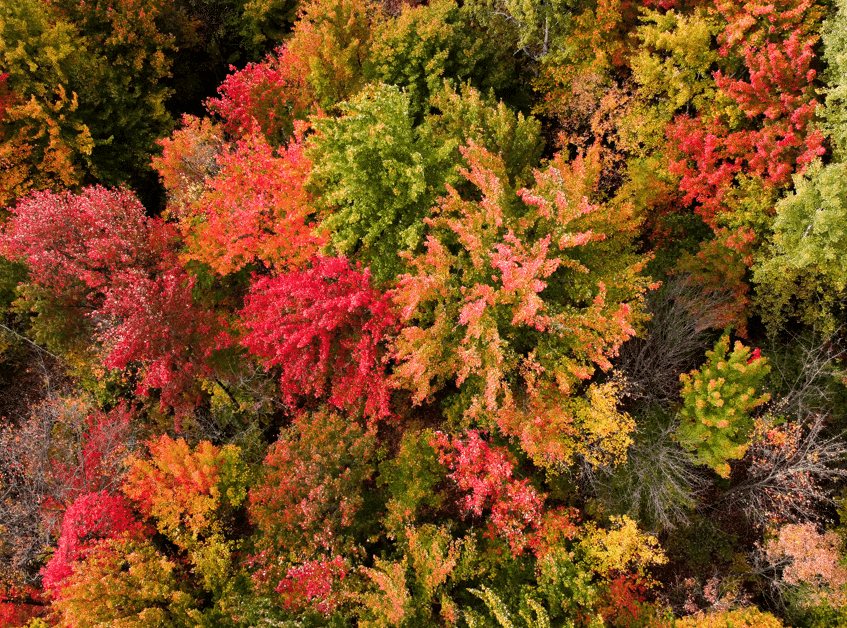 Capture automne
